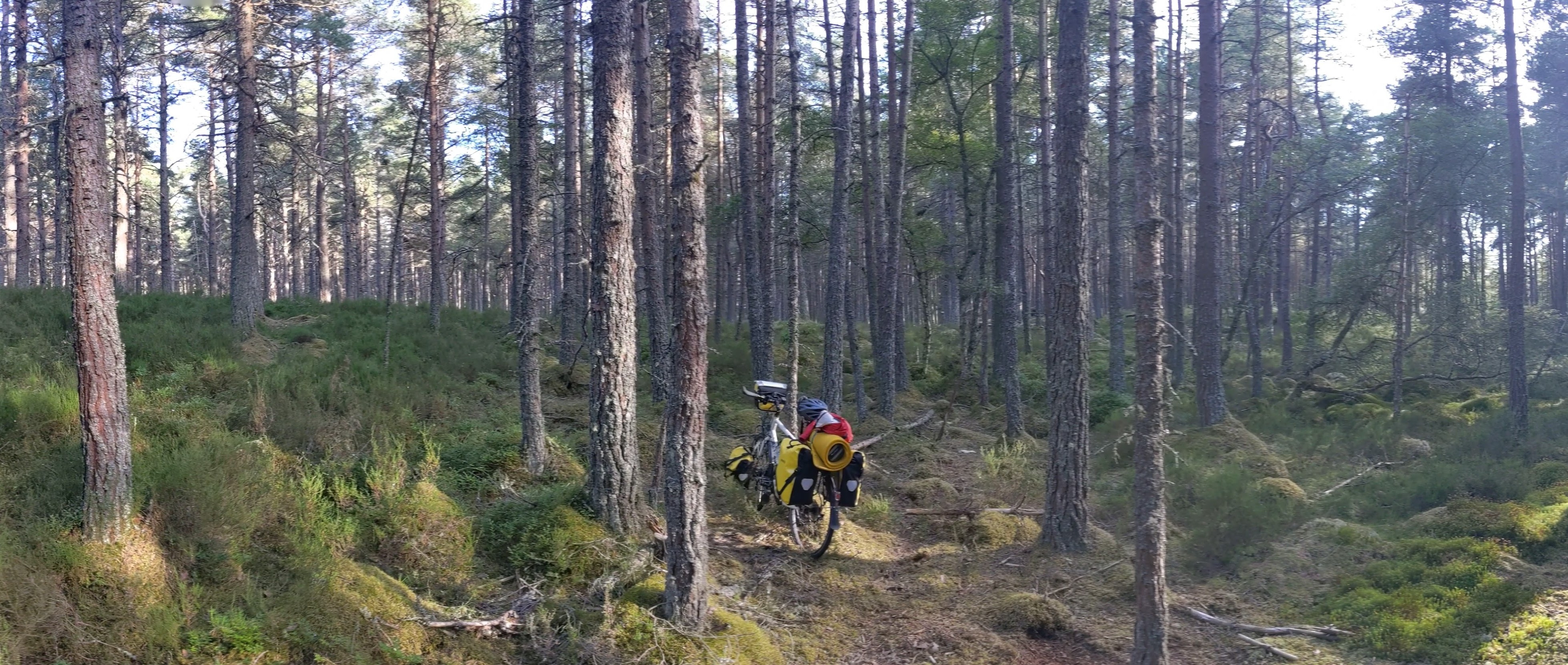 Bike in a forest bogland